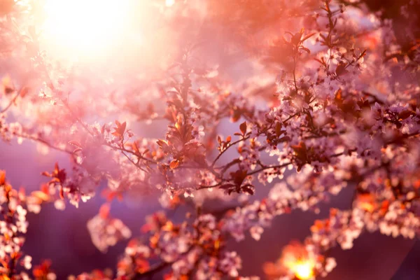 Frühlingsblüte aus violettem Sakura vor blauem Himmel. Schöne Naturszene mit blühenden Bäumen und Sonnenstrahlen. Kirsche, Sakura, Aprikose, Mandelblütenbäume mit rosa Frühlingsblumen — Stockfoto