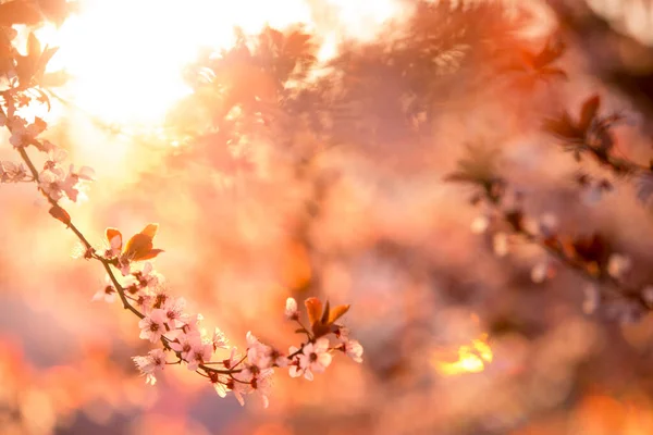 Frühlingsblüte aus violettem Sakura vor blauem Himmel. Schöne Naturszene mit blühenden Bäumen und Sonnenstrahlen. Kirsche, Sakura, Aprikose, Mandelblütenbäume mit rosa Frühlingsblumen — Stockfoto