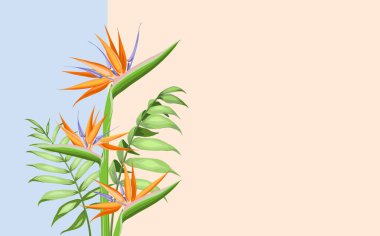Strelitzia turuncu tropikal çiçek renk arkaplanında izole.