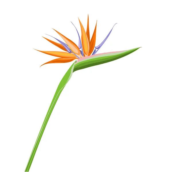 Strelitzia orange tropical flower isolated on white background. Exotic tropical flower of Strelitzia or bird of paradise. — Stock Vector