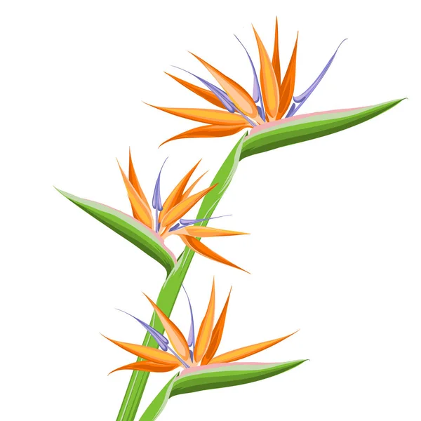 Strelitzia pomarańczowy kwiat tropikalny izolowany na białym tle. Egzotyczny tropikalny kwiat Strelitzia lub rajski ptak. — Wektor stockowy