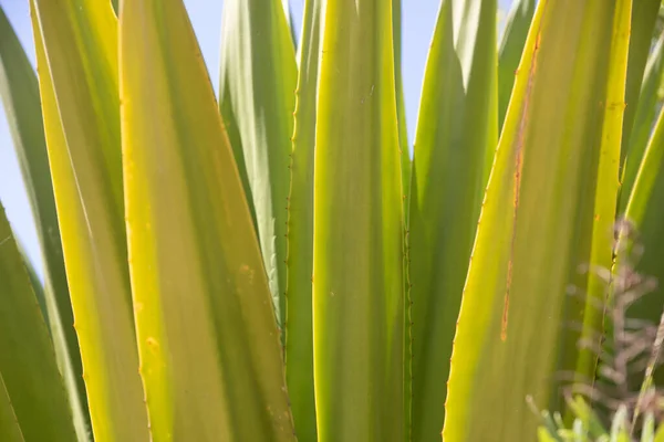 Vertical leaves of aloe vera succulent over blue sky background. — Stock Photo, Image