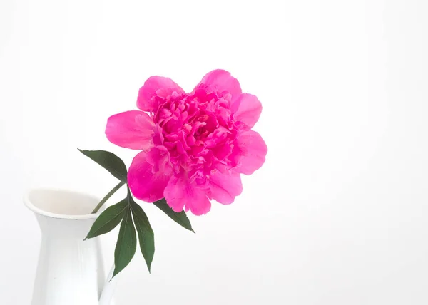 Floraison fleur sur les murs blancs de provence intérieur . — Photo