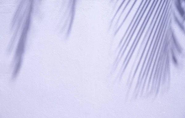 Абстрактный фон теней пальмовых листьев на белой стене. — стоковое фото