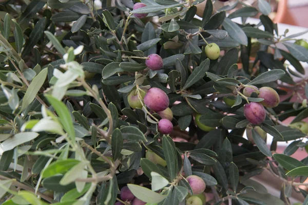 Olive tree brunch. — Stock Photo, Image