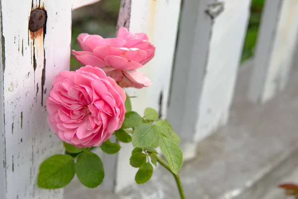 Tea rose closeup. — Stock Photo, Image