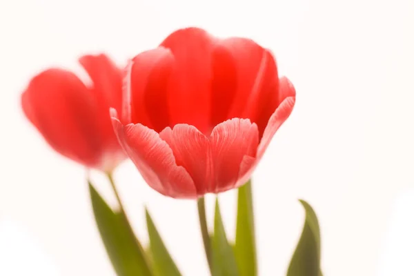 Rote Tulpen Nahaufnahme. — Stockfoto