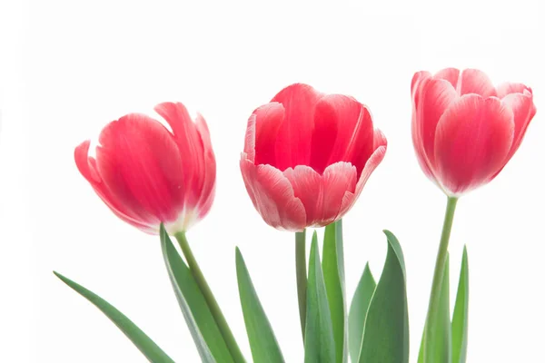 Red tulip closeup. — Stock Photo, Image