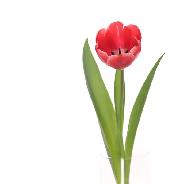 Red tulip closeup. — Stock Photo, Image