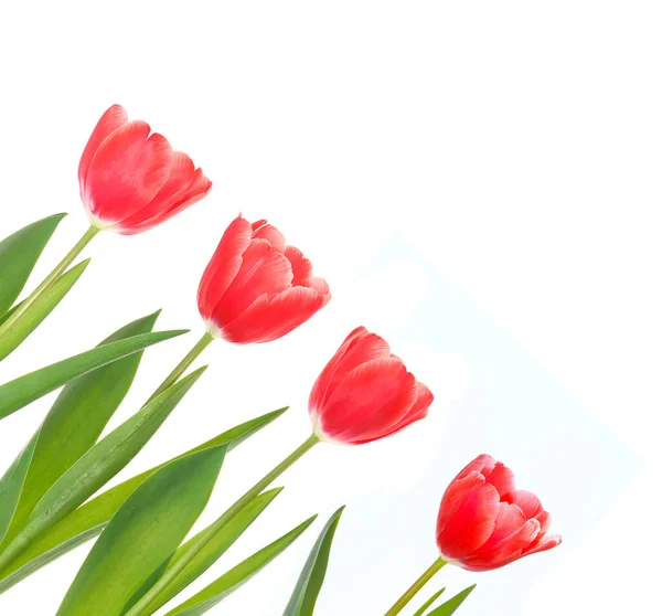 Rote Tulpen Nahaufnahme. — Stockfoto