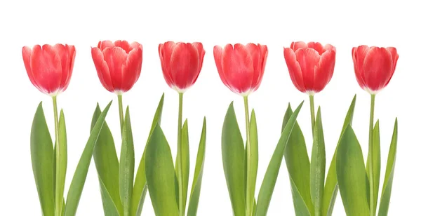 Tulipán rojo primer plano . — Foto de Stock
