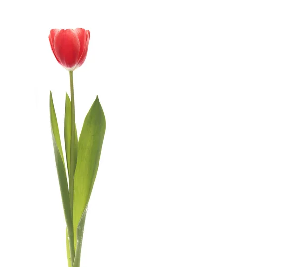 Красный тюльпан крупным планом . — стоковое фото