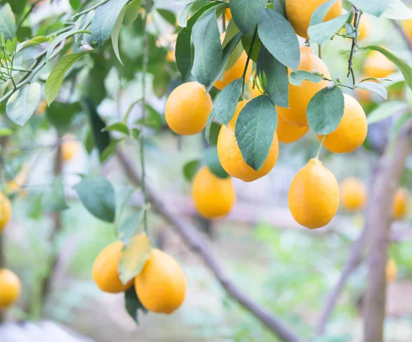 El limonero amarillo . — Foto de Stock