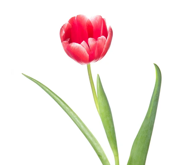 Красный тюльпан крупным планом . — стоковое фото