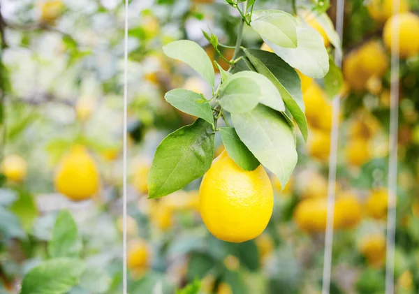 The Yellow Lemon Tree. — Stock Photo, Image
