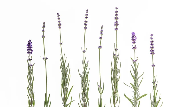 Set of lavender flowers elements. — Stock Photo, Image