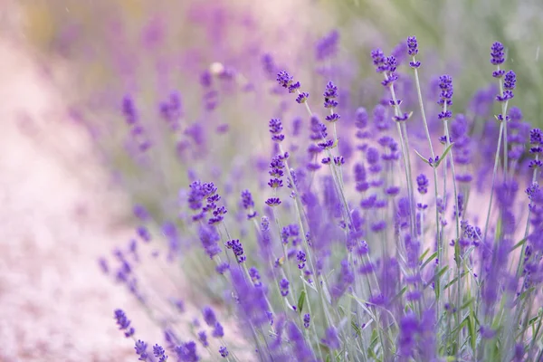 Close-up de fundo do campo de flores. Modelo de design para ilustração de estilo de vida . — Fotografia de Stock