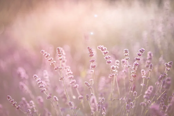 Lavendelfält över soligare himmel. Vacker bild av lavendelfält över sommaren solnedgång landskap. Lavendel blomma fält, bild för naturlig bakgrund — Stockfoto