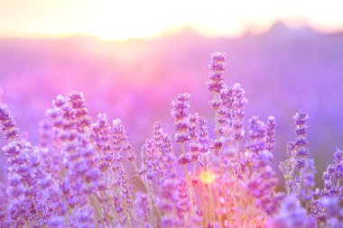 Gün batımında lavanta çalıları kapanır. Mor lavanta çiçeklerinin üzerinde gün batımı ışıldıyor. Resmin merkezinde çalılıklar ve solda güneş ışığı.
