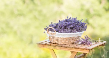 Lavanta hasat ediyorum. Mor çiçeklerle dolu bir sepet yeşil lavanta tarlalarının arka planındaki ahşap bir masada duruyor.