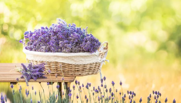 Harvesting of lavender. A basket filled with purple flowers stands on a wooden table on a background of green lavender fields — Stock Photo, Image