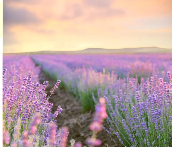 Puesta de sol sobre un campo de lavanda violeta —  Fotos de Stock