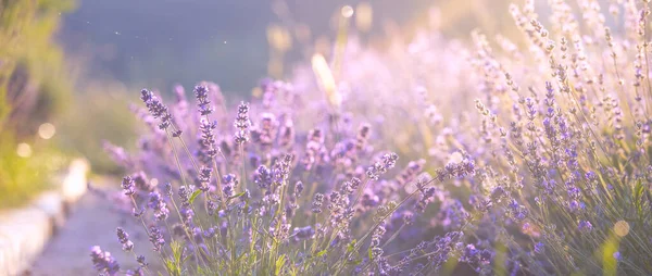 Lavendel fält närbild visa. — Stockfoto