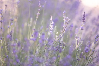 Lavanta alanı yakın görüntüsü.