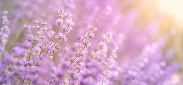 Cespugli di lavanda primo piano al tramonto, sfondo orizzontale. Tramonto splende su fiori viola di lavanda. Cespugli al centro dell'immagine e luce del sole a sinistra . — Foto Stock