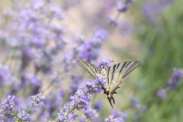 Motyl nad kwiatami lawendy. — Zdjęcie stockowe