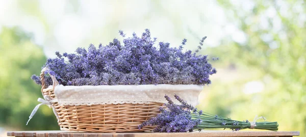 Raccolta della lavanda nel cestino . — Foto Stock