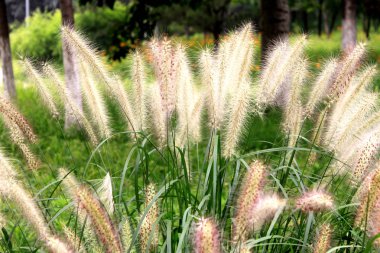 dog's tail grass in a great green meadow clipart