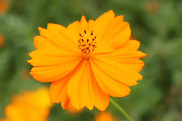 Orange chrysanthemums at botanical garden in beijing — Stock Photo, Image