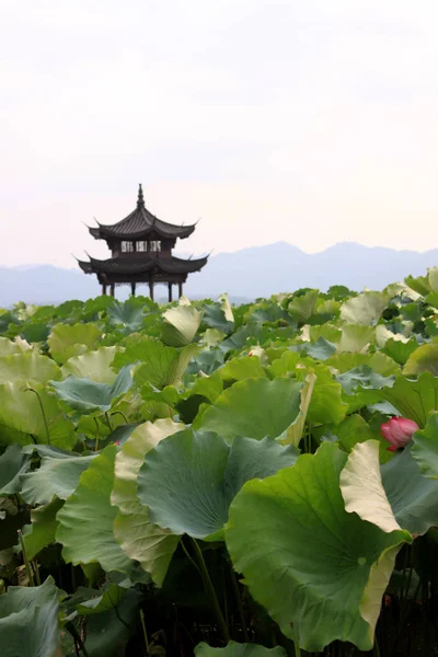 Beihai parco paesaggio con padiglione e loto in estate a Pechino, Cina — Foto Stock