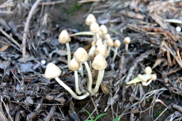 Un grupo de hermosos hongos naturales con aguja — Foto de Stock