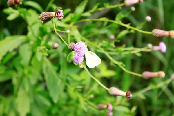 Fleur blanche d'une cerise et d'un papillon orientaux — Photo