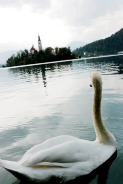 Swan, Bled Gölü ve kilisenin varsayımı