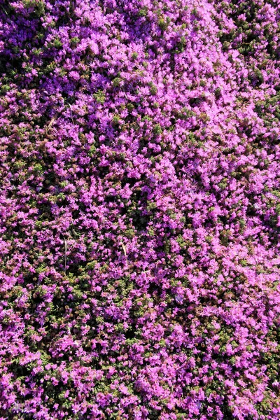 Близько квітучих квітів лаванди. фон з квітів Лаванди — стокове фото