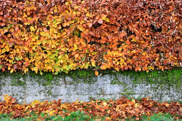 Un seto de arbustos bien recortados de cotonero de frutos negros con hojas enrojecidas en el otoño — Foto de Stock