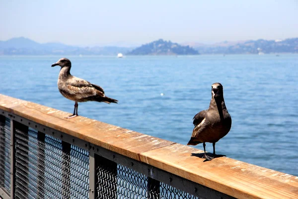Seagull sitting on wall with Alcatraz in the background. San Francisco — Stock Photo, Image