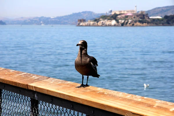 Seagull sitter på väggen med alcatraz i bakgrunden. San francisco — Stockfoto