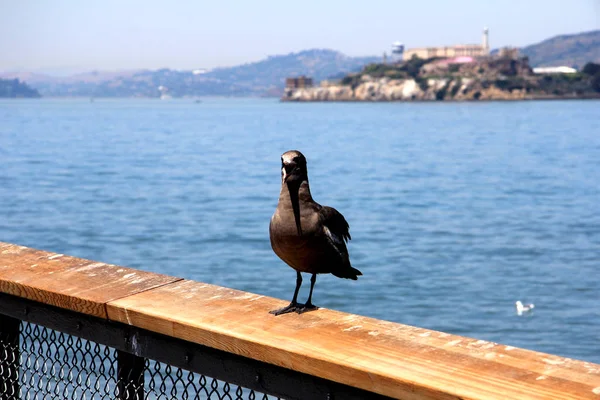 Seagull sitting on wall with Alcatraz in the background. San Francisco — Stock Photo, Image