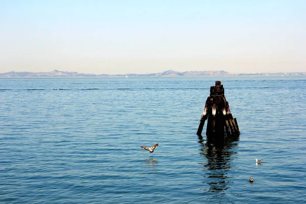 Barco de la flota dejando muelle 43 con pila de madera — Foto de Stock