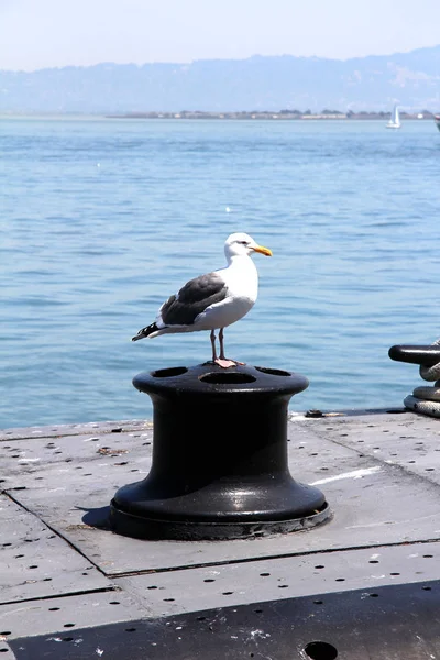 Seagull sitting on a pile at the pier of San Francisco, United States — Stock Photo, Image