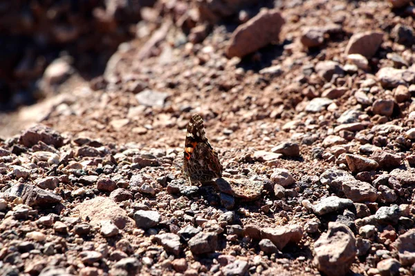 Butterfly in the desert of death valley in California, USA — Stock Photo, Image