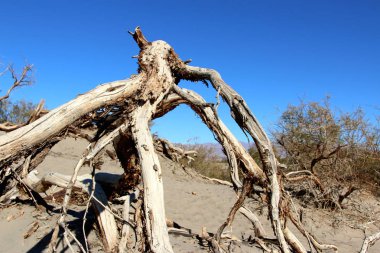 Ölüm Vadisi Milli Parkı, Kaliforniya'da ölü ağaçlar