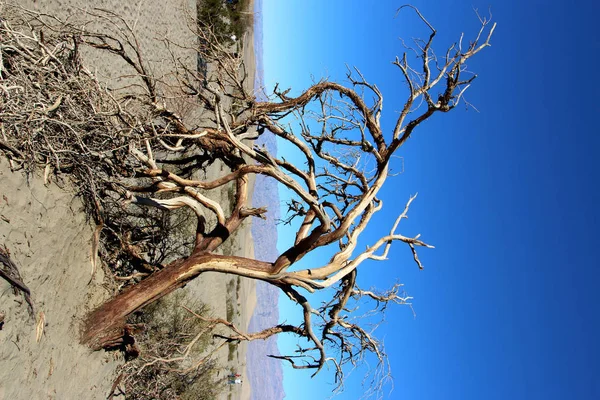 Ölüm Vadisi Milli Parkı, Kaliforniya'da ölü ağaçlar