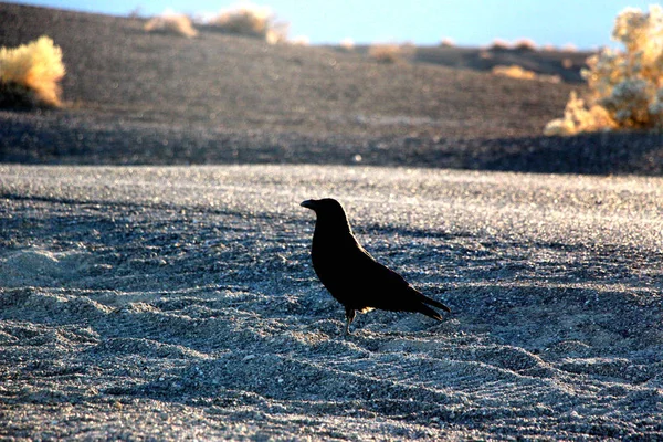 Un corbeau assis sur le sol de la vallée de la mort, regardant le désert devant lui — Photo