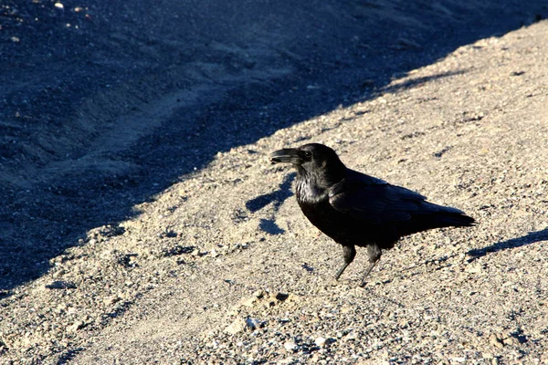 Ворона, сидящая на земле долины смерти, глядя на пустыню впереди — стоковое фото