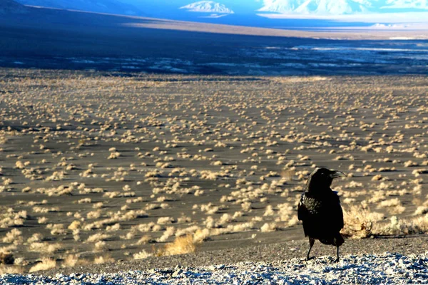 En kråka som sitter på marken av death valley, tittar på öknen framåt — Stockfoto